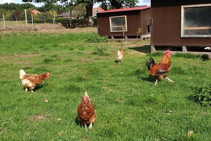 Mehrere Hühner auf einem Hof